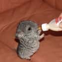 Maybe You Need A Drink on Random Baby Animals For All Stressed People That Need Something Cute To Look At