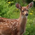 Here's A Smile From A Fawn on Random Baby Animals For All Stressed People That Need Something Cute To Look At