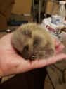 Tiny Ball Of Fur For Your Nerves on Random Baby Animals For All Stressed People That Need Something Cute To Look At