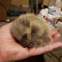 Tiny Ball Of Fur For Your Nerves on Random Baby Animals For All Stressed People That Need Something Cute To Look At
