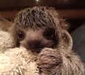 Maybe Slow Down With This Baby Sloth on Random Baby Animals For All Stressed People That Need Something Cute To Look At