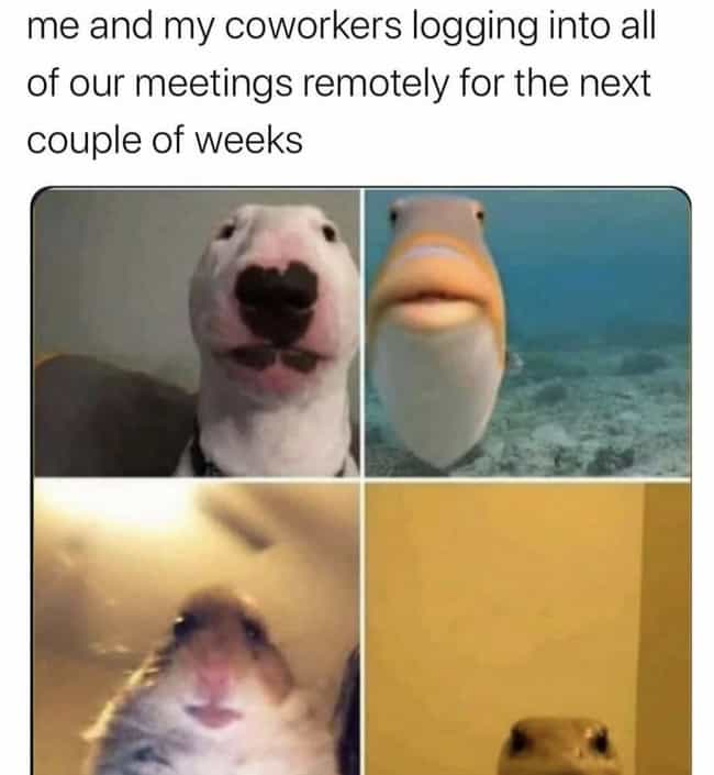 zoom meeting memes