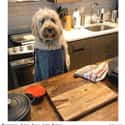 Chef In Training on Random Photos Of Dogs Being Just Best During Quarantine
