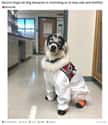Protect Yourself At All Times on Random Photos Of Dogs Being Just Best During Quarantine