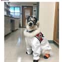 Protect Yourself At All Times on Random Photos Of Dogs Being Just Best During Quarantine