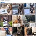 The K9 Unit on Random Photos Of Dogs Being Just Best During Quarantine