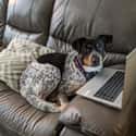 He's Working From Home, Too on Random Photos Of Dogs Being Just Best During Quarantine