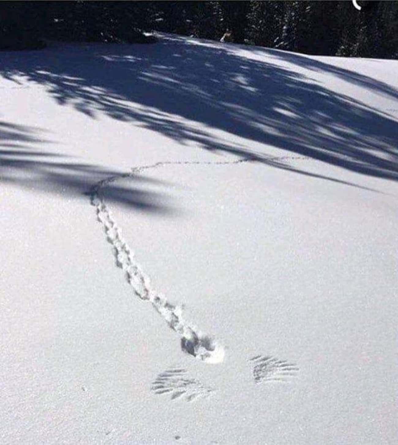 Tiny Bunny следы на снегу