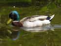 Ducks on Random Animal Facts You Will Immediately Regret Learning
