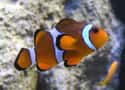 Clown Fish on Random Animal Facts You Will Immediately Regret Learning