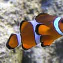 Clown Fish on Random Animal Facts You Will Immediately Regret Learning