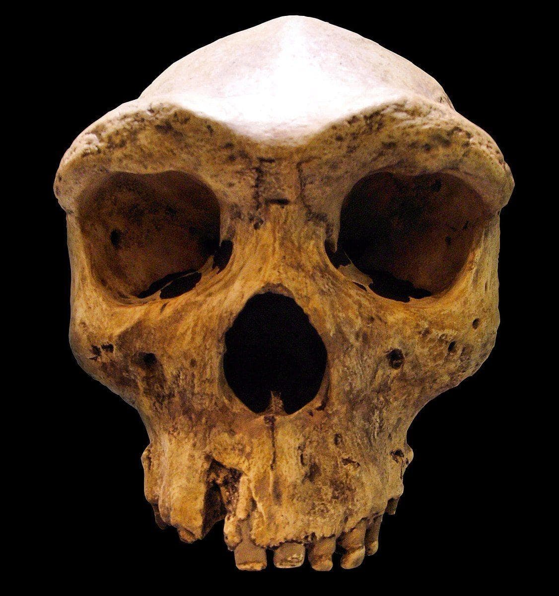A 299,000-Year-Old Skull Suggests Multiple Human Ancestors Lived In&nbsp;Africa At The Same Time