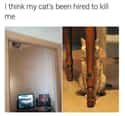 Suspicious Kittens on Random Cat Memes That May Provide Perfect Distraction We All Need Right Now