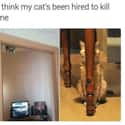 Suspicious Kittens on Random Cat Memes That May Provide Perfect Distraction We All Need Right Now