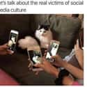 Get That Camera Out Of My Face on Random Cat Memes That May Provide Perfect Distraction We All Need Right Now