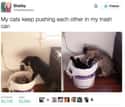 Are Cats Trash? on Random Cat Memes That May Provide Perfect Distraction We All Need Right Now