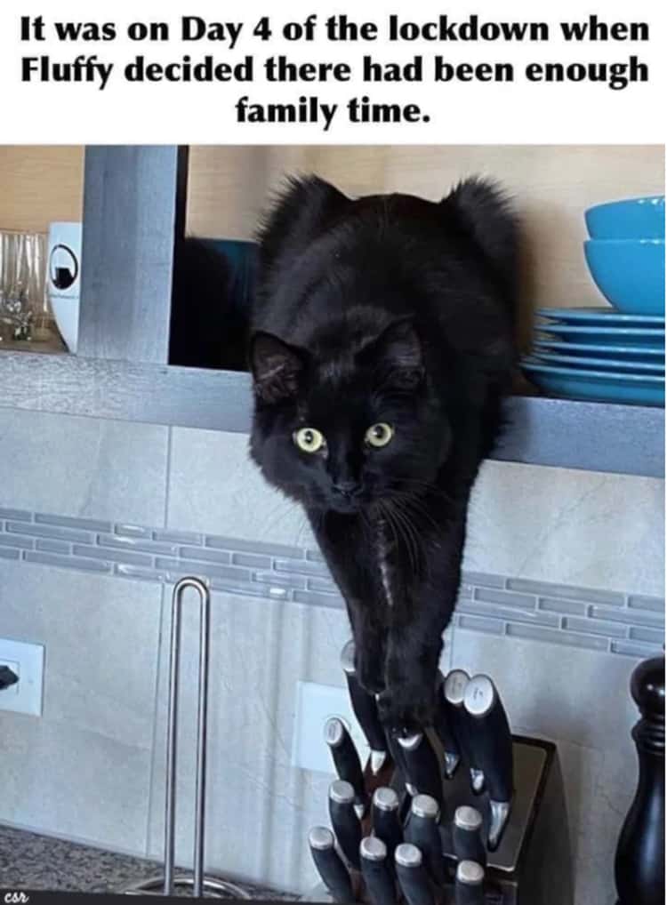 kitty & cat posts / memes