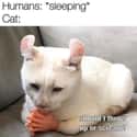 Purring Plotter on Random Cat Memes That May Provide Perfect Distraction We All Need Right Now