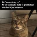 All Cats Are Judgmental on Random Cat Memes That May Provide Perfect Distraction We All Need Right Now