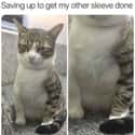 The Attitude! on Random Cat Memes That May Provide Perfect Distraction We All Need Right Now