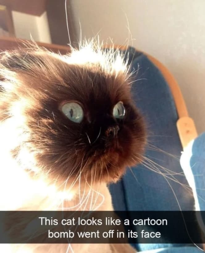 Image of Random Cat Memes That May Provide Perfect Distraction We All Need Right Now