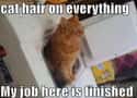 Orange You Glad You Got A Cat? on Random Cat Memes That May Provide Perfect Distraction We All Need Right Now