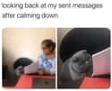 What Have I Done? on Random Cat Memes That May Provide Perfect Distraction We All Need Right Now