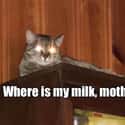 Village Of The Damned Cat on Random Cat Memes That May Provide Perfect Distraction We All Need Right Now