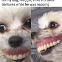 Dogs Are Very Funny on Random Things Prove Dogs Were Absolute Best