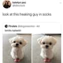 Dogs Are Unbelievably Adorable on Random Things Prove Dogs Were Absolute Best