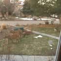 Mountain Lions In Boulder, Colorado on Random Animals Are Reclaiming Land Since Humans Went Into Quarantine