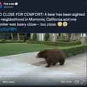 A Bear In A California Neighborhood on Random Animals Are Reclaiming Land Since Humans Went Into Quarantine