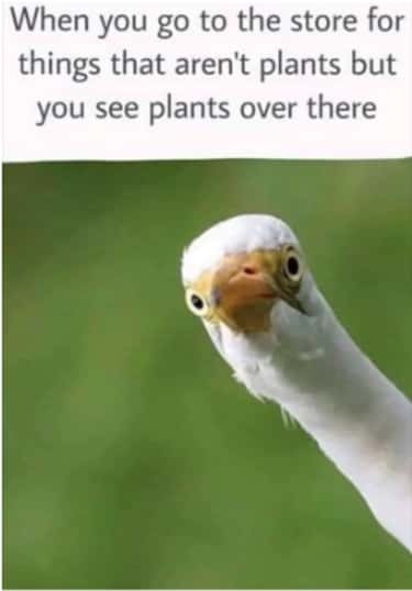 Funny Memes For That Person In Our Lives Who Is Way Too Obsessed With Plants