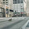 Chicago, IL on Random Haunting Photos Of Deserted Cities Across America During Pandemic