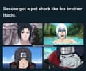 Pet Shark on Random Hilarious Akatsuki Memes We Laughed Way Too Hard At