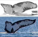 Same Whale Found After 35 Years on Random Fascinating Times The Same Photo Was Taken Years Apart