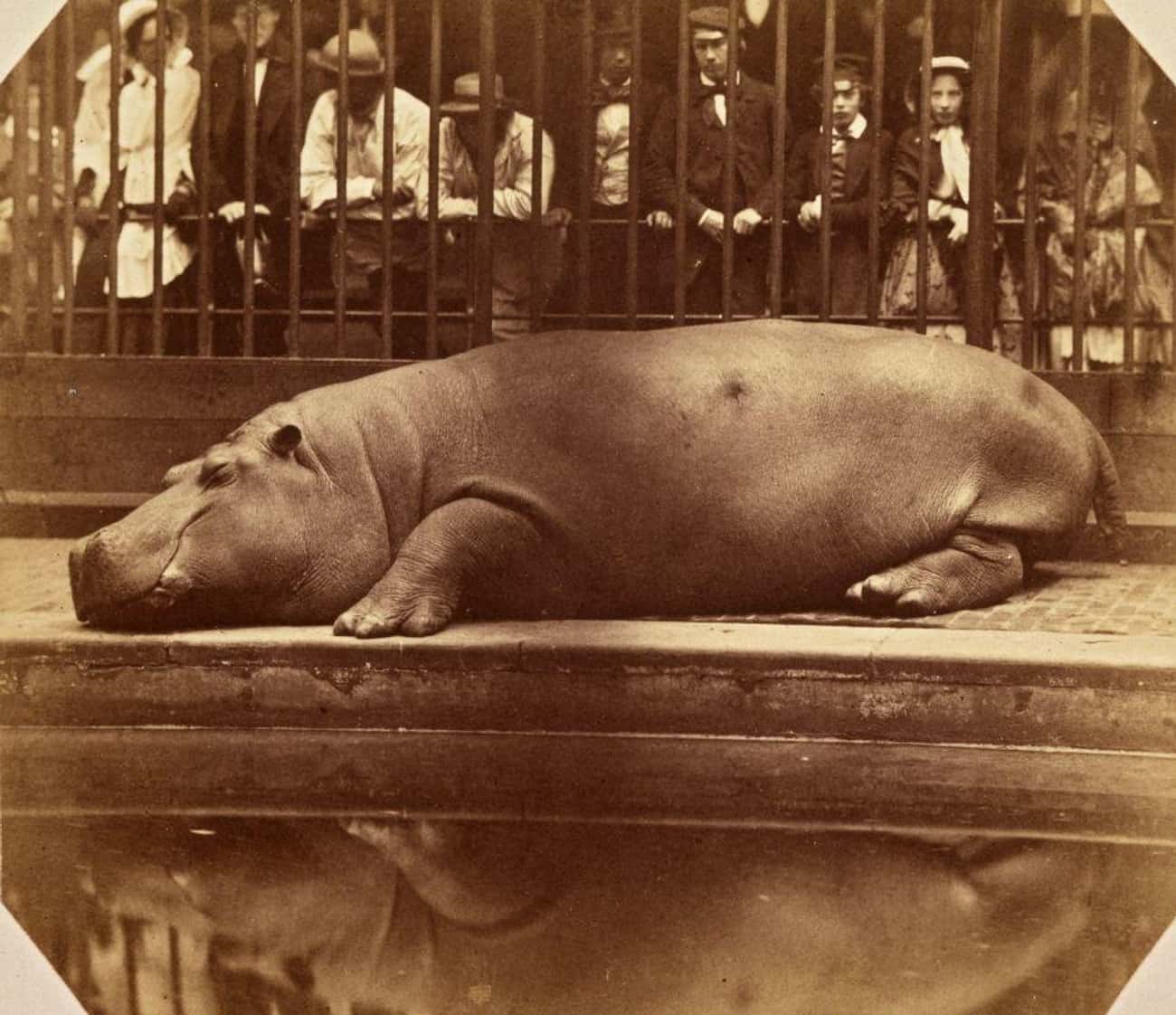 Sir Stamford Raffles Kept A Menagerie Of Exotic Animals Gifted By Sultans And Rulers
