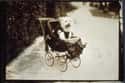 Susan Eagleton, The Youngest Of 13, Chases Squirrels By Carriage on Random Proudest And Most Sophisticated History Dogs