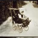 Susan Eagleton, The Youngest Of 13, Chases Squirrels By Carriage on Random Proudest And Most Sophisticated History Dogs