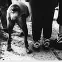 Soren Axel And His Boys Gad About In Matching Socks on Random Proudest And Most Sophisticated History Dogs