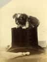 The Amazing Mortimer Taught That Houdini Kid Everything He Knows on Random Proudest And Most Sophisticated History Dogs