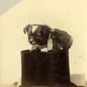 The Amazing Mortimer Taught That Houdini Kid Everything He Knows on Random Proudest And Most Sophisticated History Dogs