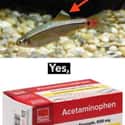 Do You See It on Random Hilarious Memes about Aquarium Owners