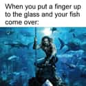 Aquaman on Random Hilarious Memes about Aquarium Owners