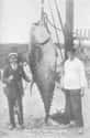 A 680-Pound Tuna (1911) on Random Fascinating Photos Of Historical Fishermen With Their Big Catches