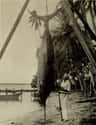 A Giant Tahitian Marlin (1901) on Random Fascinating Photos Of Historical Fishermen With Their Big Catches