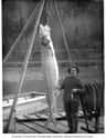 A Large Sturgeon From The Columbia River (c. 1900) on Random Fascinating Photos Of Historical Fishermen With Their Big Catches