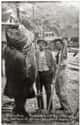 A 384-Pound Black Sea Bass (1900) on Random Fascinating Photos Of Historical Fishermen With Their Big Catches