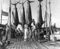 Hemingway And Several Marlins (1935) on Random Fascinating Photos Of Historical Fishermen With Their Big Catches