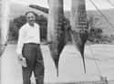Two Large Fish (1952) on Random Fascinating Photos Of Historical Fishermen With Their Big Catches